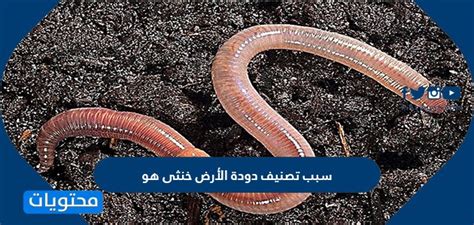سبب تصنيف دودة الأرض هو خنثى - بيئة تعليمية
