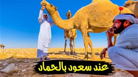 سعود لا يبحث عن الوضع كلمات سعود - شبكة الصحراء