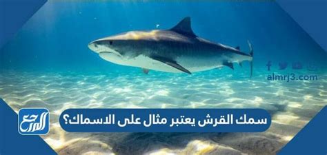 سمك القرش هو مثال للأسماك - معزز ناجح