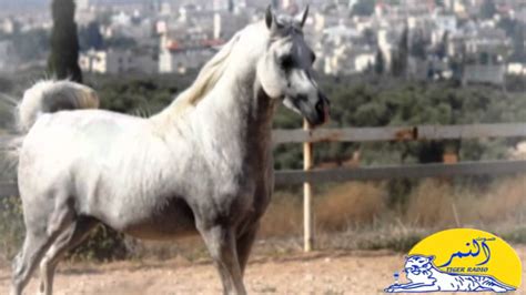 صوت الريح الفحل العربي سؤالك