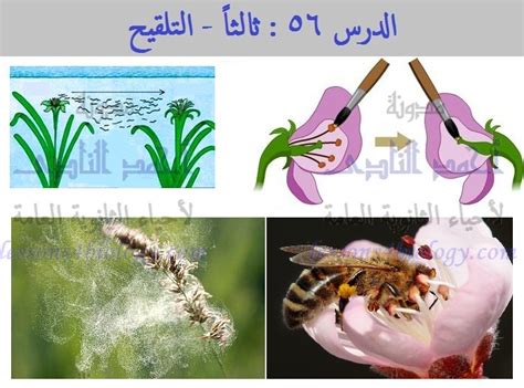 طرق انتقال حبوب اللقاح - البحر
