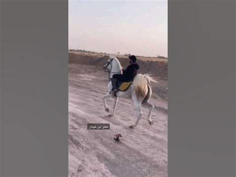 عامل تم التقاطه أثناء التجربة - الفحل العربي