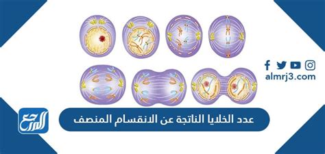 عدد الخلايا التي ينتجها الانقسام - شائع عدد الخلايا التي ينتجها الانقسام - شائع