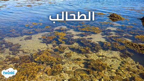 عشب البحر ينتمي إلى مجموعة من الطلائعيات التي تشبه ما أتذكره