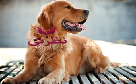 عضة الكلب في الحلم للرجل لابن سيرين وإبن شاهين والنابلسي - موقع نظرتي عضة الكلب في الحلم للرجل لابن سيرين وإبن شاهين والنابلسي - موقع نظرتي