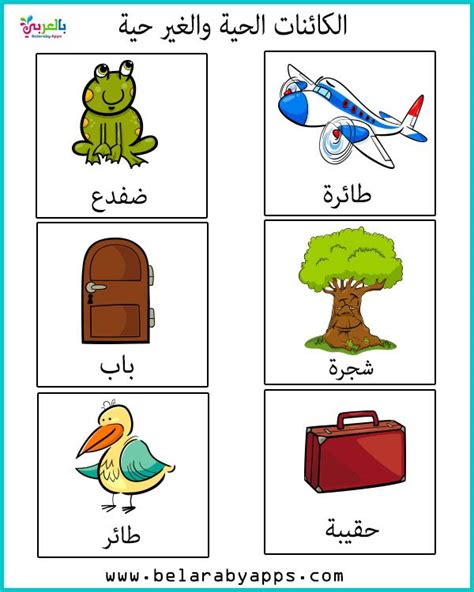 علم الطفل الأشياء الحية وغير الحية بطريقة مونتيسوري - اللغة العربية نتعلمها