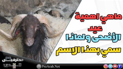 عيد الأضحى ما أصله ولماذا يذبحون الحيوانات؟ | مجلة الجرس