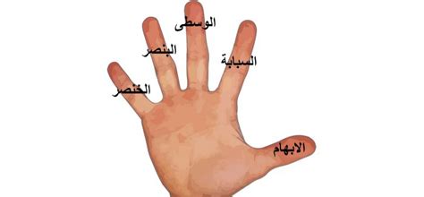 في القبضة الشرقية، يتم إمساك الكف في نهاية يد المضرب (الرقبة) والإصبع الخنصر والبنصر يمسكان المضرب، صحيح أو خطأ - العراف