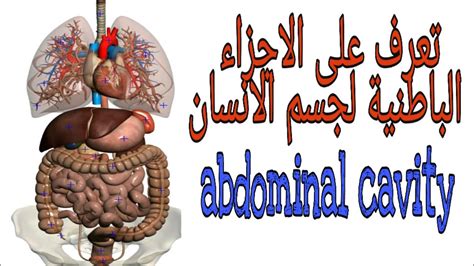 قماش يغطي الأجزاء الداخلية من الجسم - أخبار Boxnell