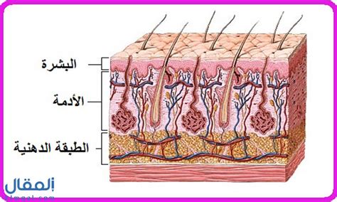 قماش يغطي الأجزاء الداخلية من الجسم