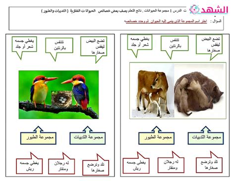كل الطيور والثدييات لها أعمدة فقارية وتعتني بصغارها صواب أو خطأ - تربية سعودية - أفضل إجابة
