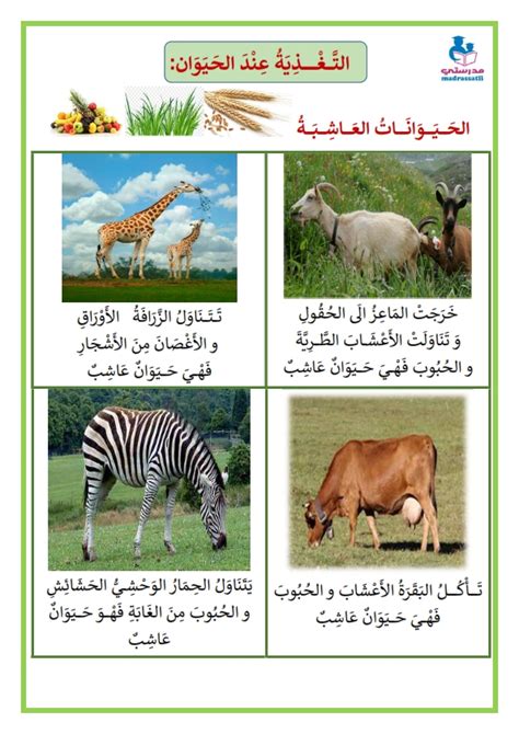 لا تستطيع الحيوانات إنتاج طعامها - ذاكرتي لا تستطيع الحيوانات إنتاج طعامها - ذاكرتي