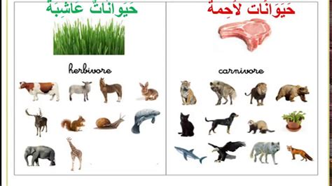 لا يمكن للحيوانات أن تصنع طعامها - أسئلة وأجوبة لا يمكن للحيوانات أن تصنع طعامها - أسئلة وأجوبة