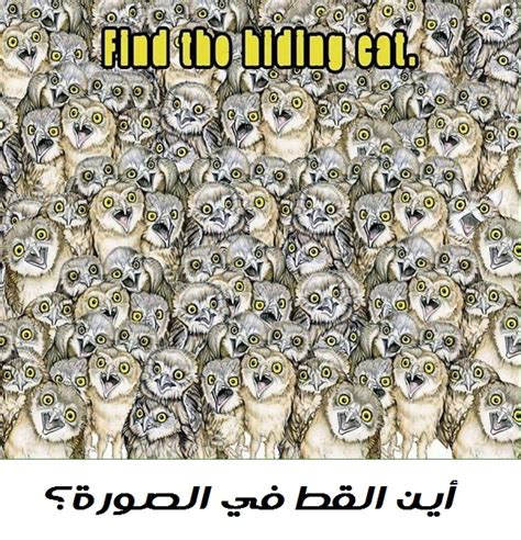 لغز مكان وجود القطة في الصورة - المحيط