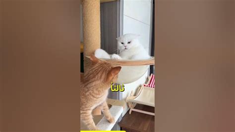 لماذا تترك القطط المنزل أو تهرب ولا تعود؟ - 2024 - Catsbri