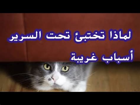 لماذا تختبئ القطط تحت السرير - Vetwork