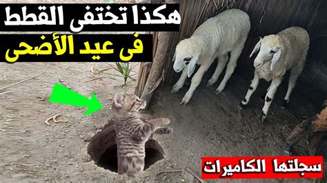 لماذا تختفي القطط في عيد الأضحى بنسبة تكاد تكون معدومة ولا نراها؟