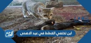 لماذا تختفي القطط في عيد الاضحى - نبراس التعليمي