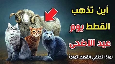 لماذا تختفي القطط يوم العيد الأضحى؟ - موقع تريندات
