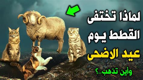 لماذا تختفي القطط يوم عيد الأضحى وأين تذهب بهذا اليوم؟ | جفرا نيوز