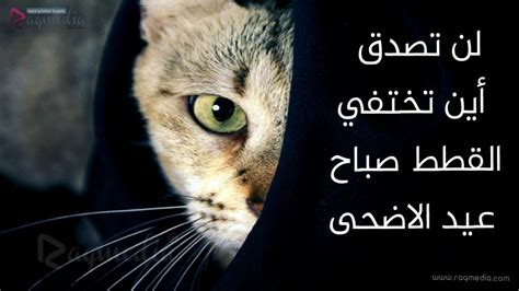لماذا تختفي القطط يوم عيد الاضحى اسلام ويب - الموقع المثالي