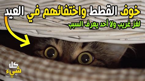 لماذا تختفي القطط يوم عيد الاضحى - اسلام ويب | وكالة سوا الإخبارية