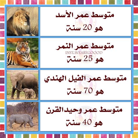ما الحيوانات التي لها متوسط ​​عمر يساوي متوسط ​​عمر الذئب - ما أتذكره
