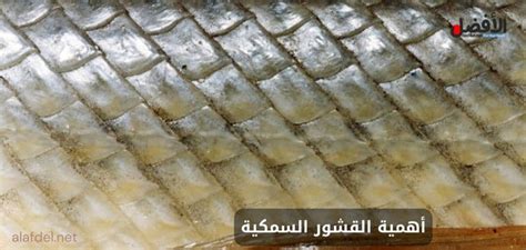 ما الذي يغطي جسم السمكة؟