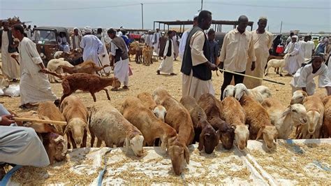 ما حكم الشربوت الذي تشتهر صناعته في السودان بالتزامن مع عيد الاضحى ...