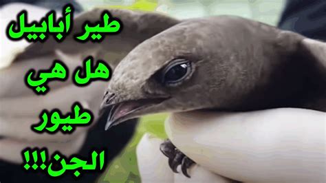 ما معنى الحنيف - الطير الأبابيل؟