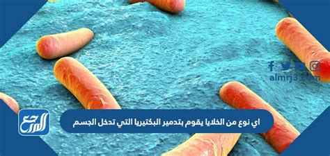ما نوع الخلايا التي تدمر البكتيريا التي تغزو الجسم؟ الإجابة الصحيحة - Lightning 24