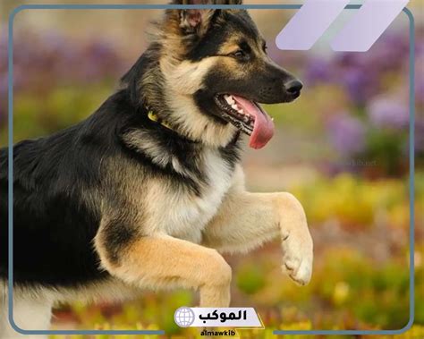 ما هو تفسير حلم كلب يلاحقني لابن سيرين؟ - مصر اليوم