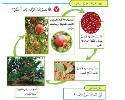 ما هو جزء النبات الذي ينتج البذور ومراحل نمو البذور؟