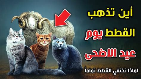 ما هو سبب اختفاء القطط في عيد الأضحى - تريند