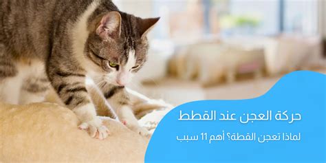 ما هي اسباب هروب القطط من المنزل - Vetwork