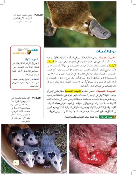 ما هي الحيوانات التي لها متوسط ​​عمر متوقع يتوافق مع متوسط ​​العمر المتوقع للذئب أ) أرنب ب) حصان ج) زرافة د) قرد