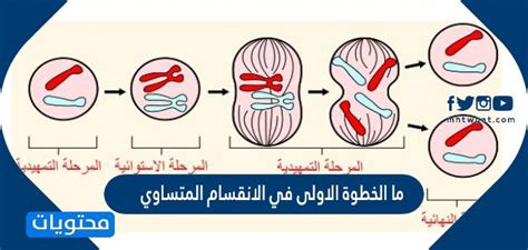 ما هي الخطوة الأولى في الانقسام الفتيلي الذي يضاعف عدد الكروموسومات فيه