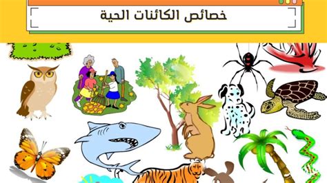 ما هي الكائنات الحية وغير الحية المصنوعة من - حل - الأورجي العربي