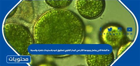 ما هي المادة التي يُرجح وجودها في جدار الخلية لمخلوق به بلاستيدات خضراء وأنسجة؟