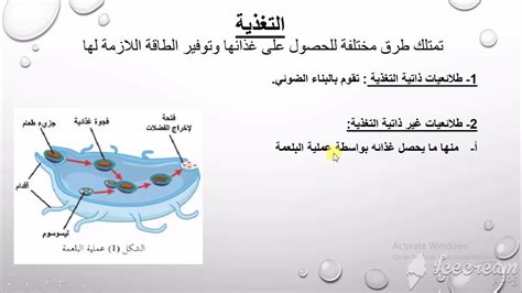 ما هي خصائص الطلائعيات؟