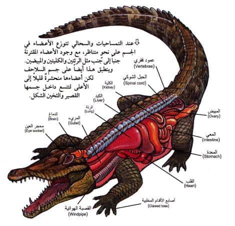 ما يغطي جسم الزواحف - شعبي