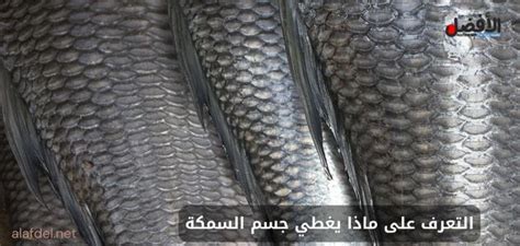 ماذا تغطي السمكة ولماذا هي مهمة؟