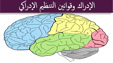 مبادئ التنظيم الإدراكي