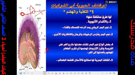 مثال على مثال لشوكيات جلد القنفذ