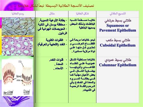 مجموعة الأنسجة التي يتكون منها العضو - بيت العلم مجموعة الأنسجة التي يتكون منها العضو - بيت العلم