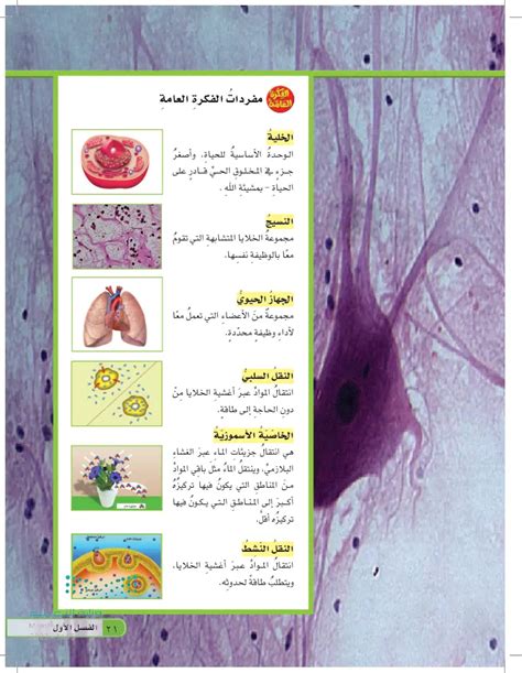 مجموعة من النسج التي يتألف منها عضو بيت العلوم - عرب عرجي مجموعة من النسج التي يتألف منها عضو بيت العلوم - عرب عرجي