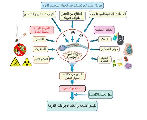 محلول داخل السائل المنوي هو جنين محلول داخل السائل المنوي هو جنين