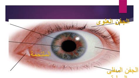 مستوى العين هو المستوى الأفقي الخيالي الموجود مباشرة أمام العارض - معجم ...