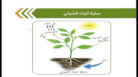 معادلة التمثيل الضوئي للصف الخامس - موقع أستاذي