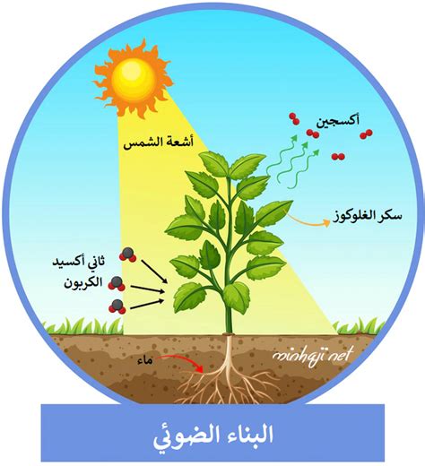 معادلة عملية التمثيل الضوئي للصف الخامس - العرب